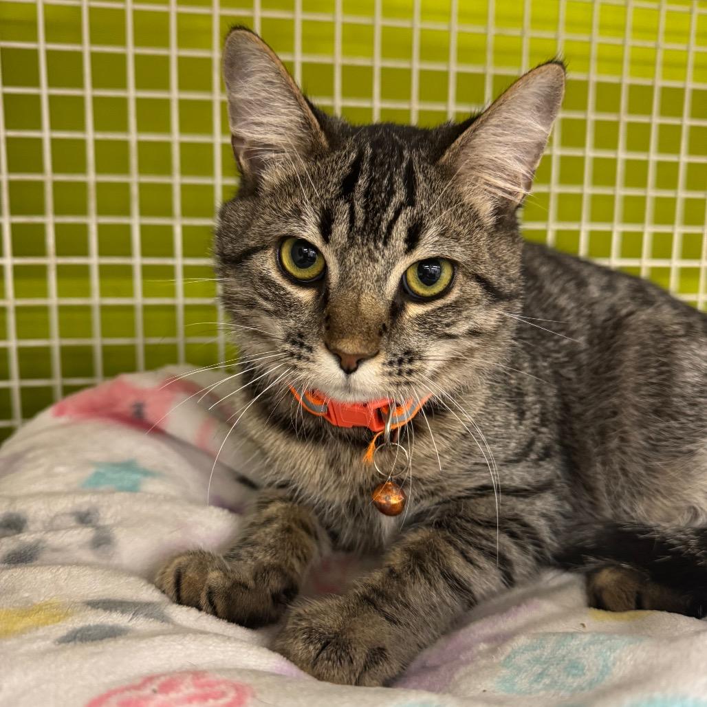 Enlarge Carlisle, a Adoptable Domestic Short Hair in La Grange, KY image 3/3