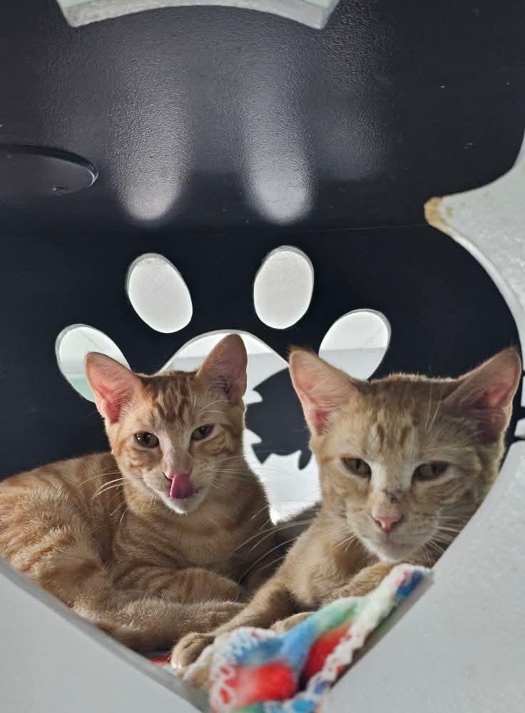 Enlarge Luke & Leia, a Adopted Domestic Short Hair in North Platte, NE image 1/6