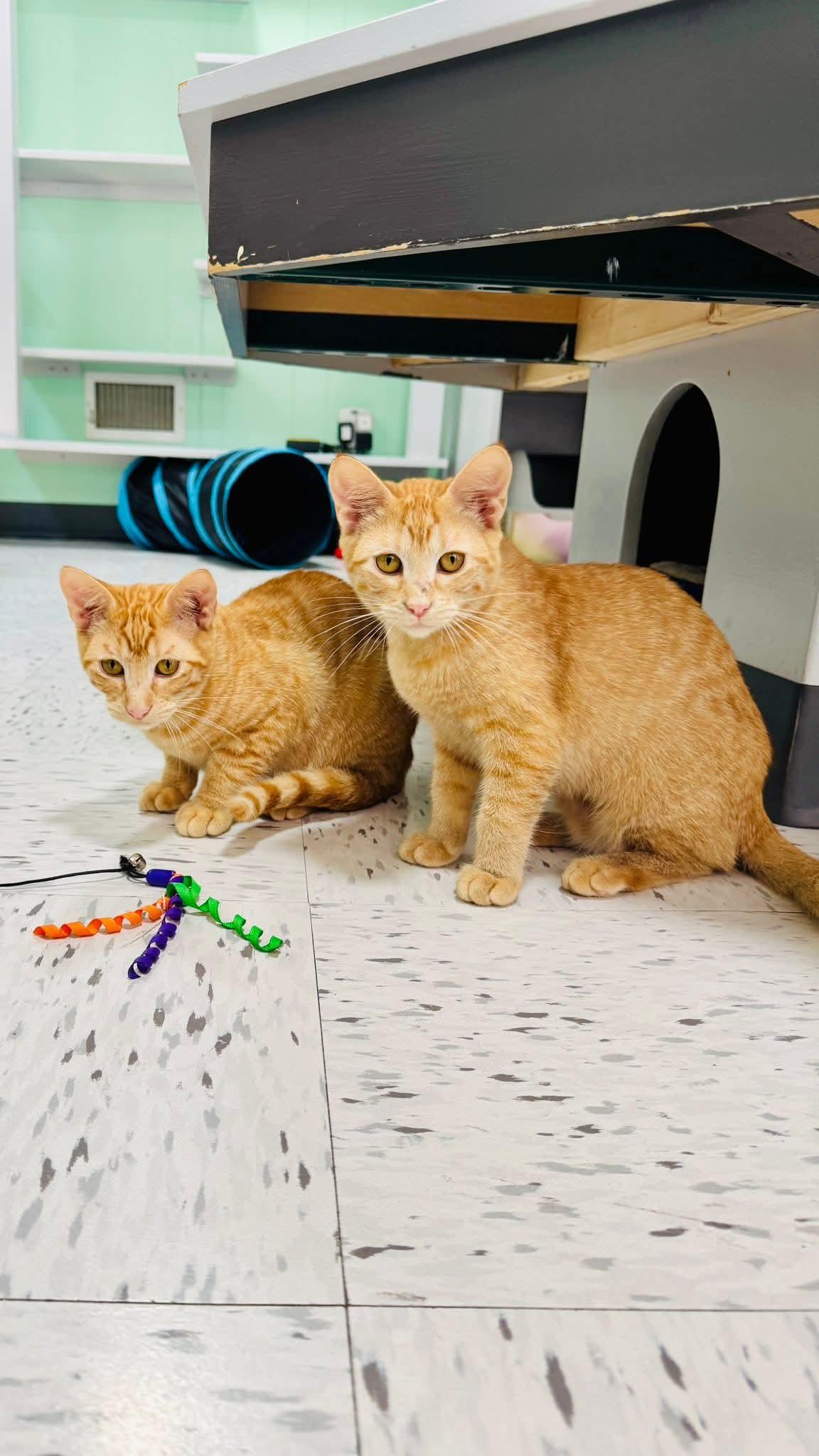 Enlarge Luke & Leia, a Adopted Domestic Short Hair in North Platte, NE image 2/6