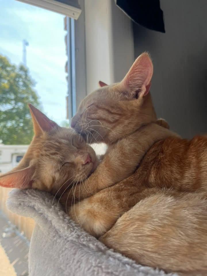Enlarge Luke & Leia, a Adopted Domestic Short Hair in North Platte, NE image 3/6