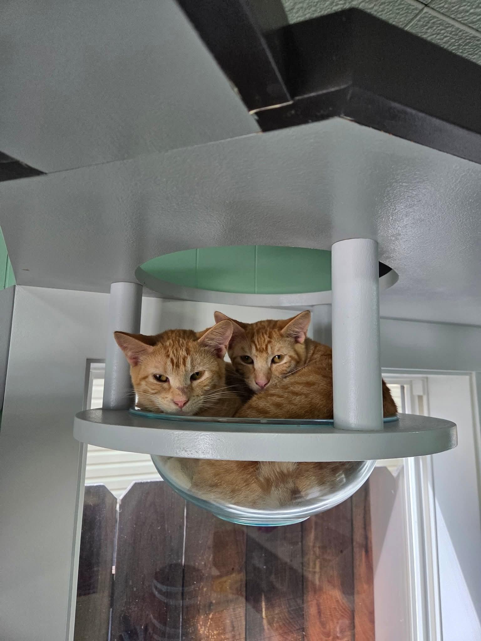 Enlarge Luke & Leia, a Adopted Domestic Short Hair in North Platte, NE image 4/6