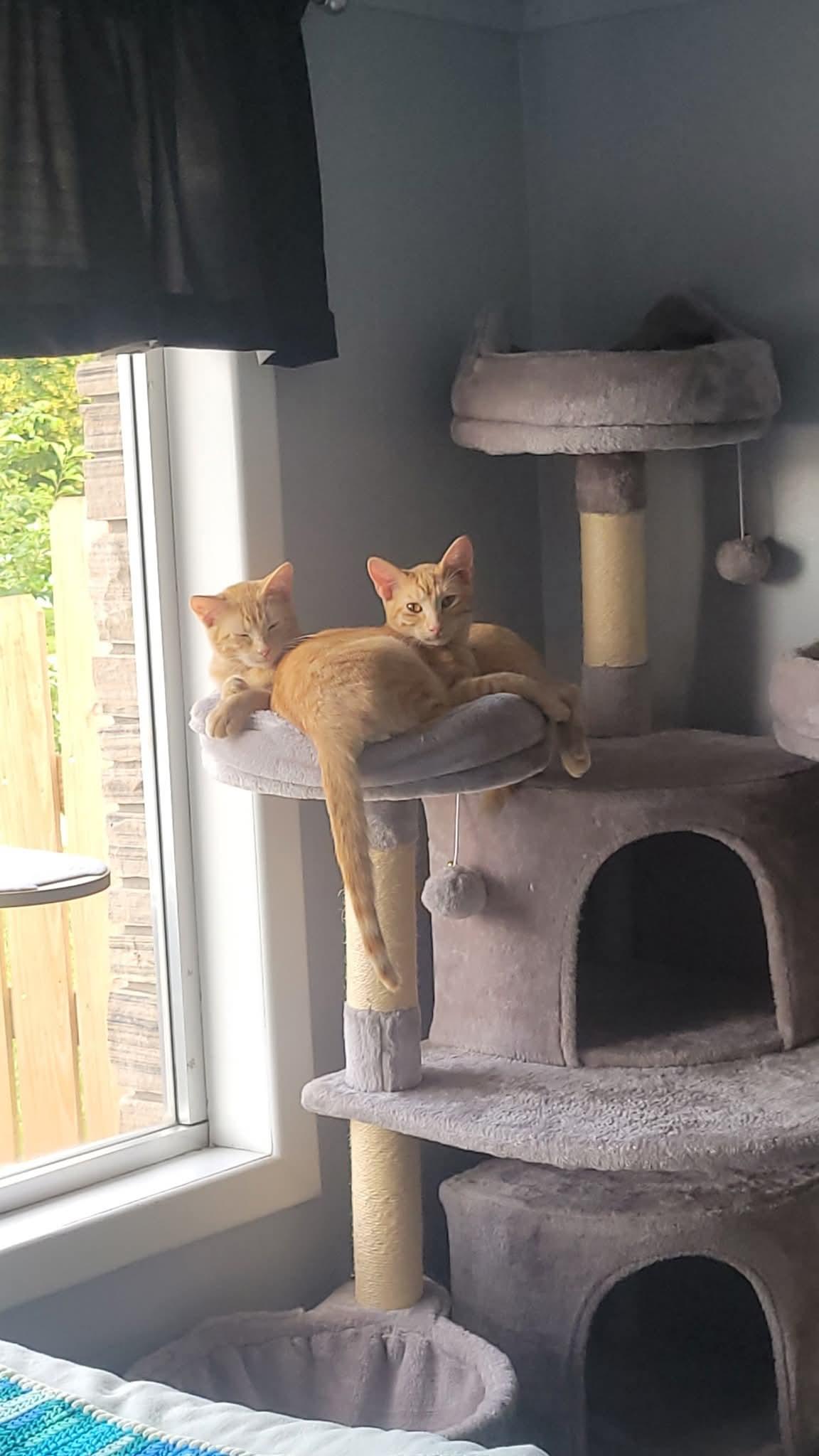 Enlarge Luke & Leia, a Adopted Domestic Short Hair in North Platte, NE image 5/6