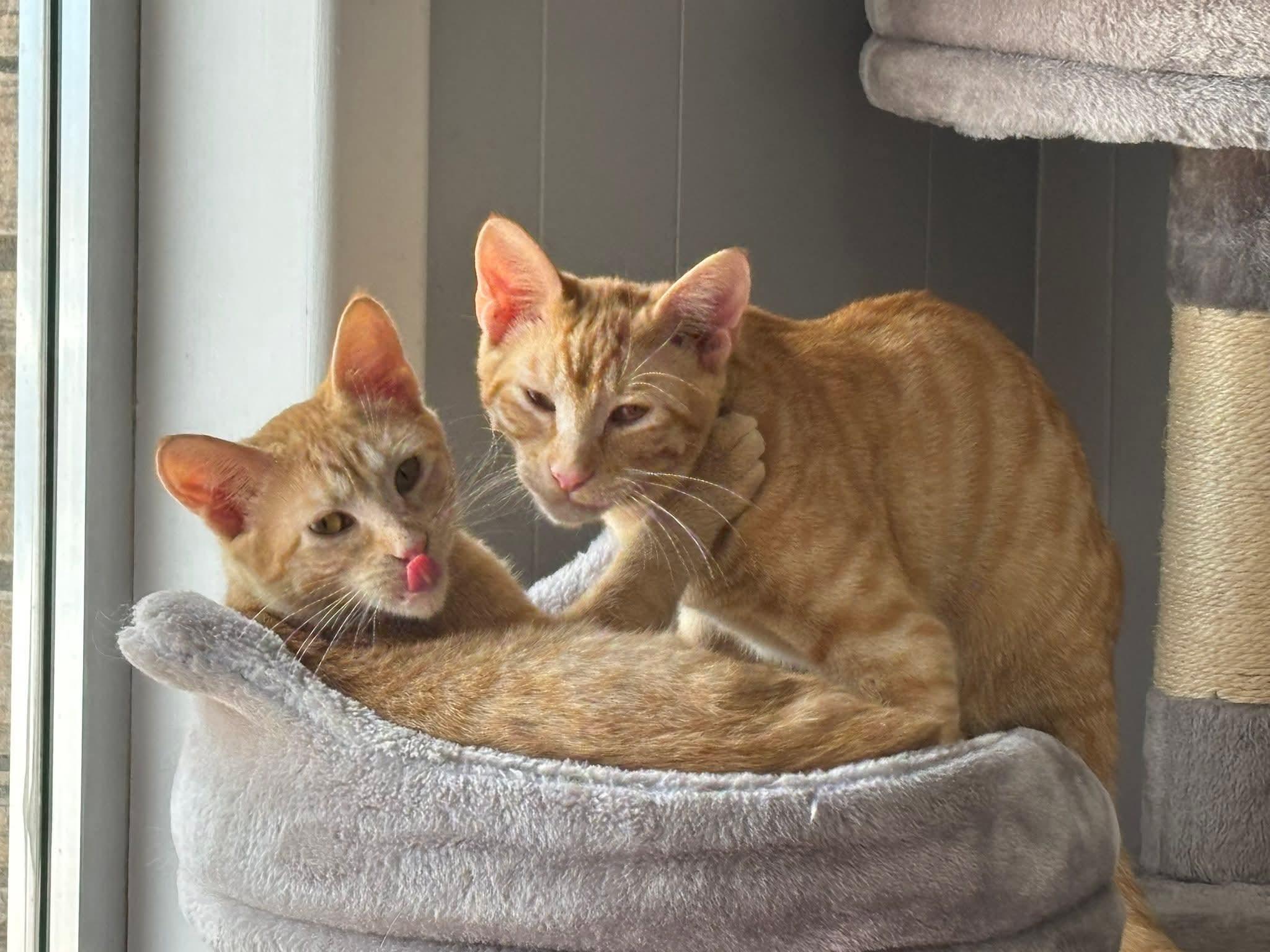 Enlarge Luke & Leia, a Adopted Domestic Short Hair in North Platte, NE image 6/6