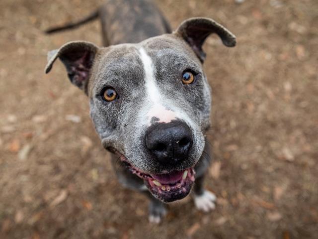 BAGEL, Adoptable, Adult Female Pit Bull Terrier.