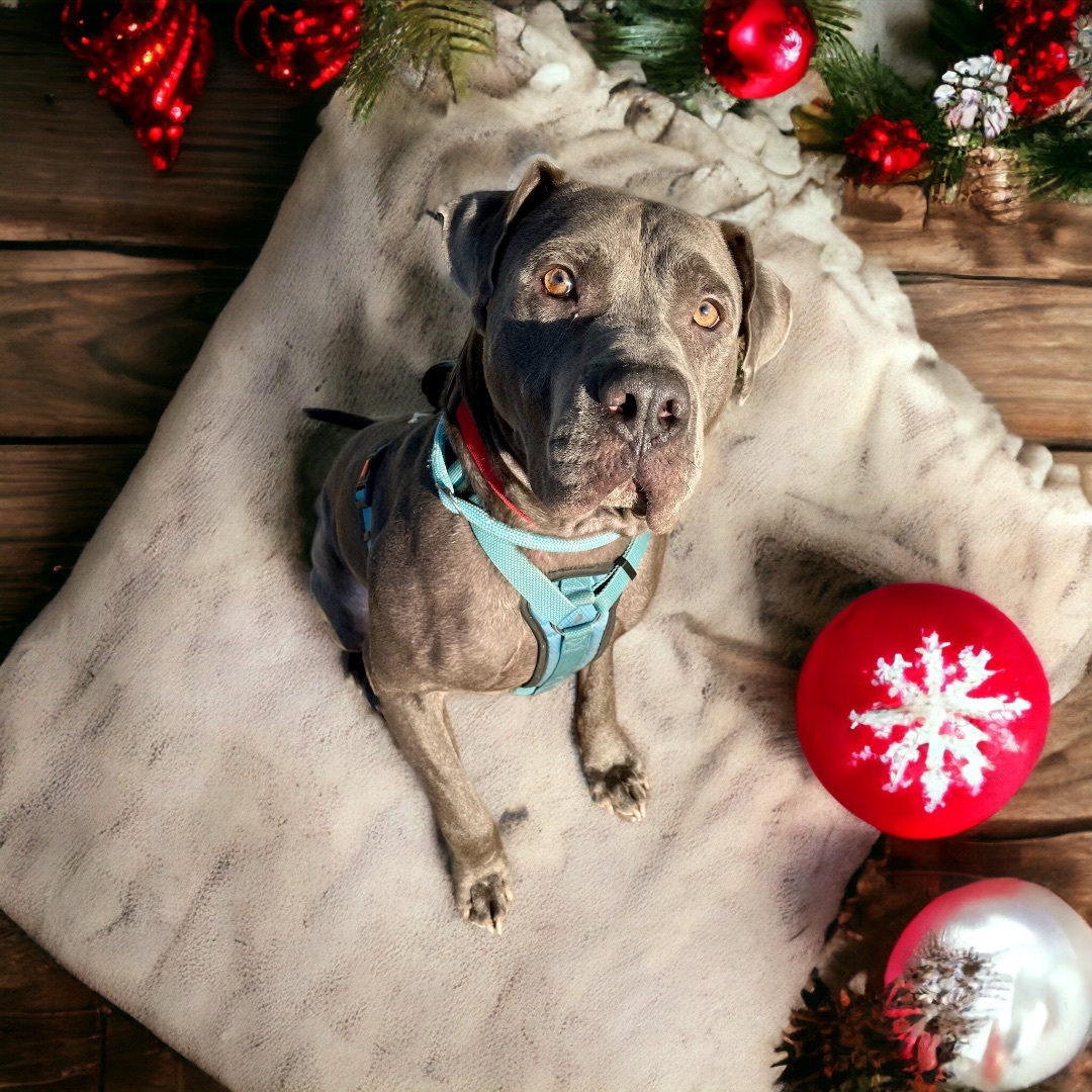 Blue, an adoptable Cane Corso in Waggaman, LA, 70094 | Photo Image 1