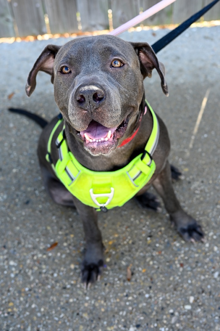 Blue, an adoptable Cane Corso in Waggaman, LA, 70094 | Photo Image 2
