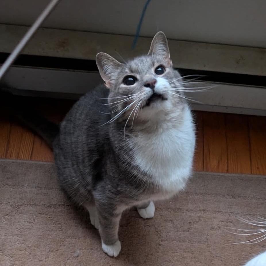 Enlarge Eeyore, a ADOPTABLE Domestic Short Hair in Frederick, MD image 2/4