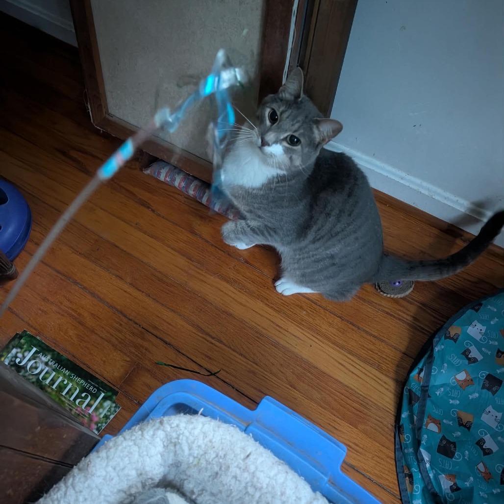 Enlarge Eeyore, a ADOPTABLE Domestic Short Hair in Frederick, MD image 3/4