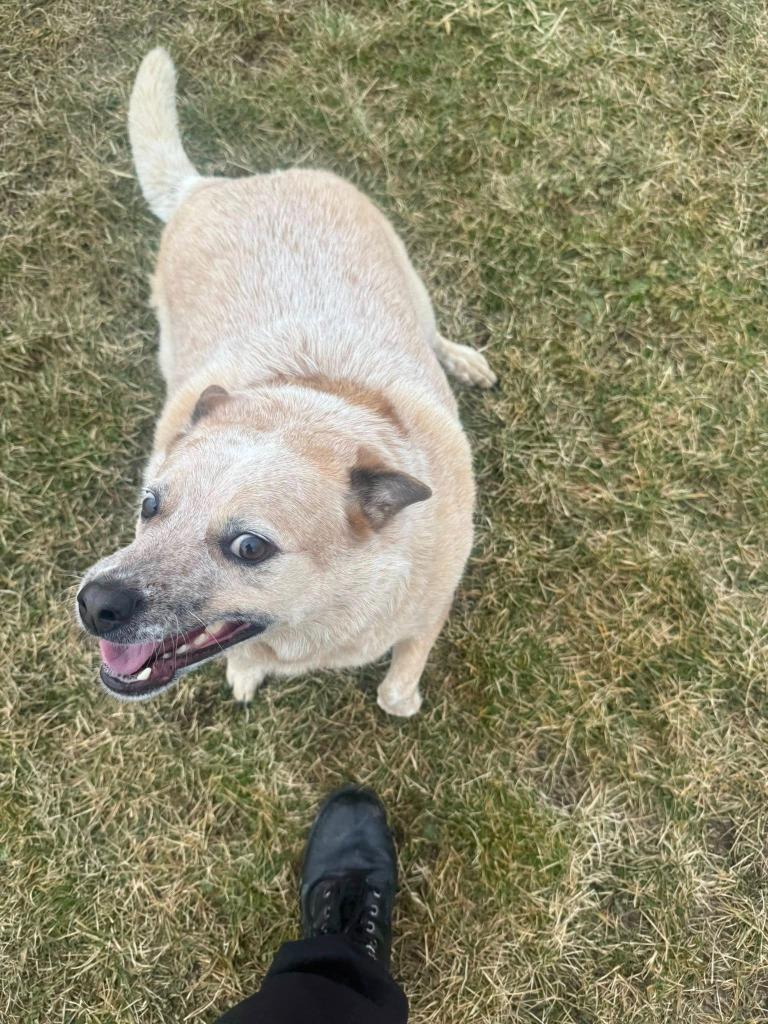 Panchi, Adoptable, Adult Male Cattle Dog.