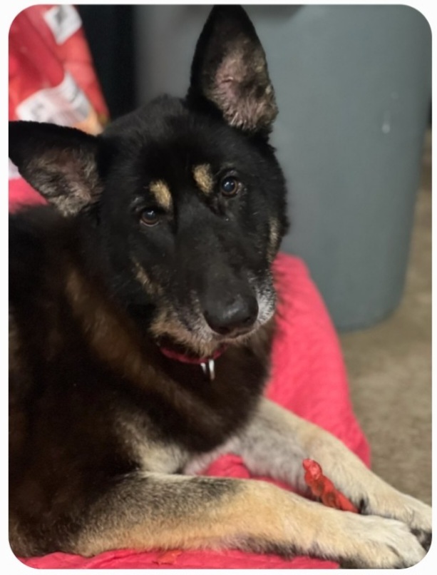 Dixie, Adopted, Adult Female German Shepherd Dog.