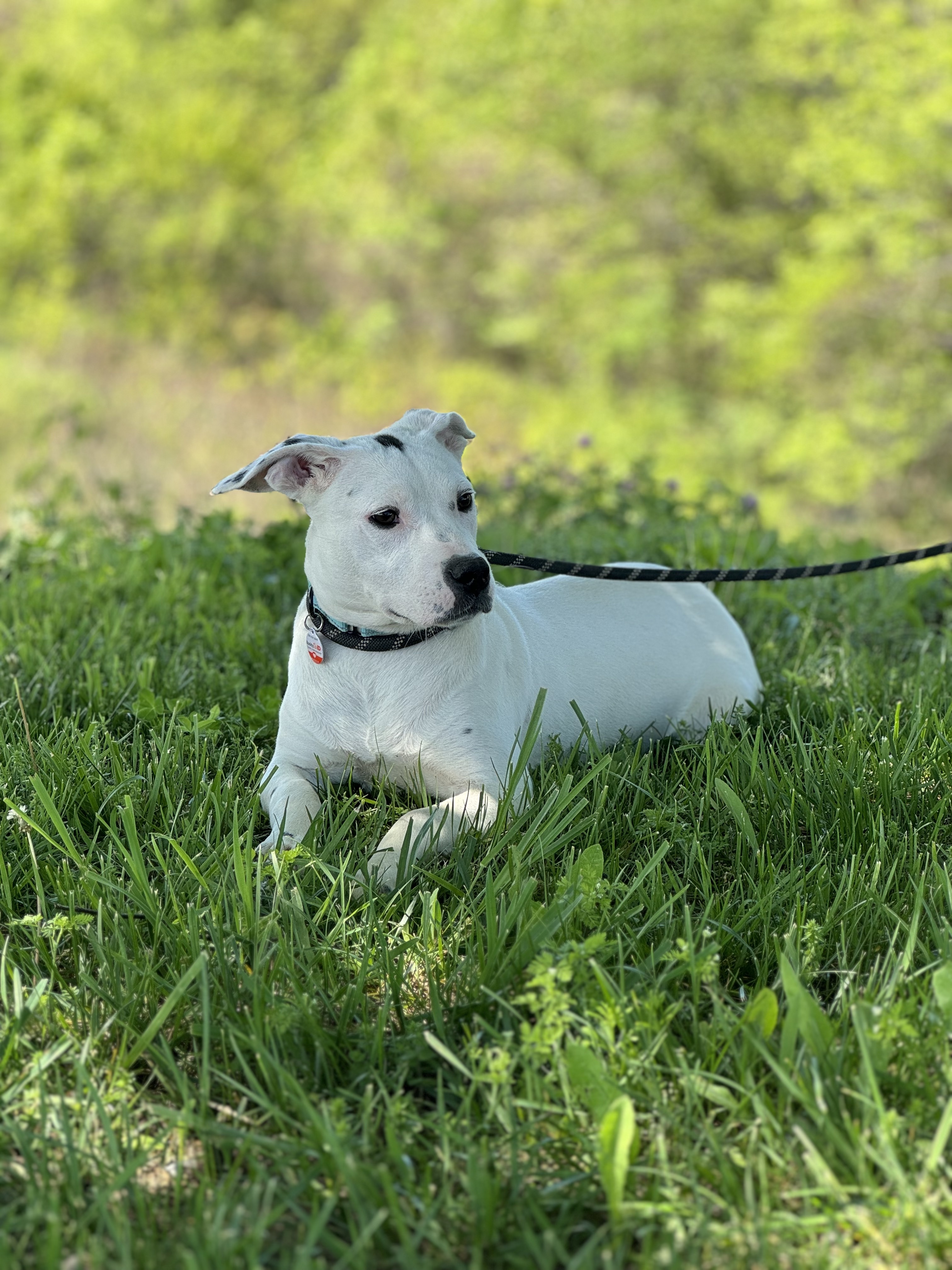 Baby Doll - Transport, a Adoptable mixed breed in Wilmington, OH image 1/6
