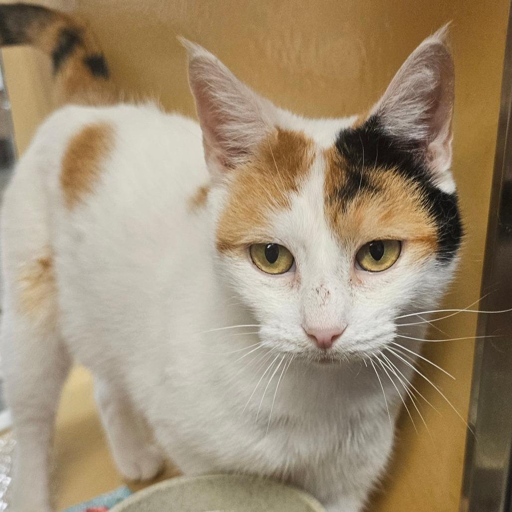 Enlarge Clover, a Adoptable Domestic Short Hair in Frederick, MD image 1/2