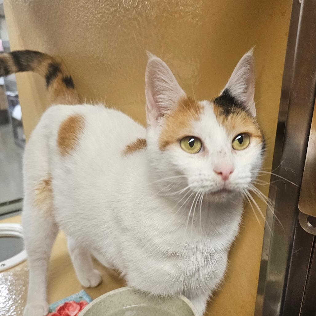 Enlarge Clover, a Adoptable Domestic Short Hair in Frederick, MD image 2/2