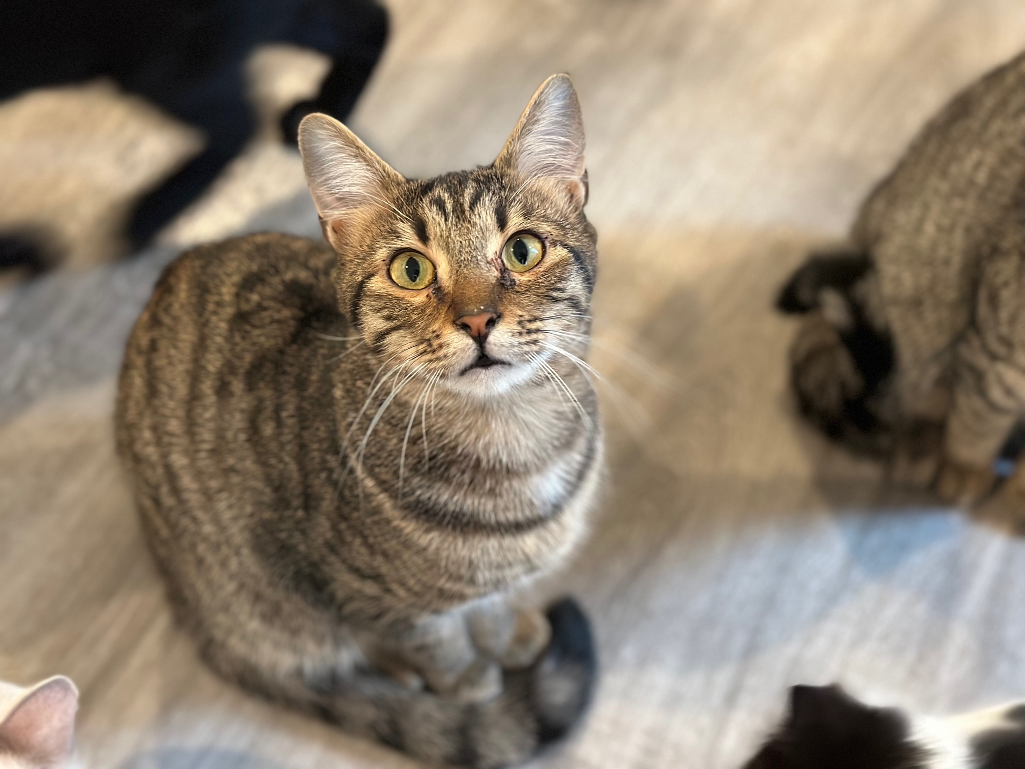 Enlarge Artemis, a Adopted Domestic Short Hair in Apex, NC image 1/1