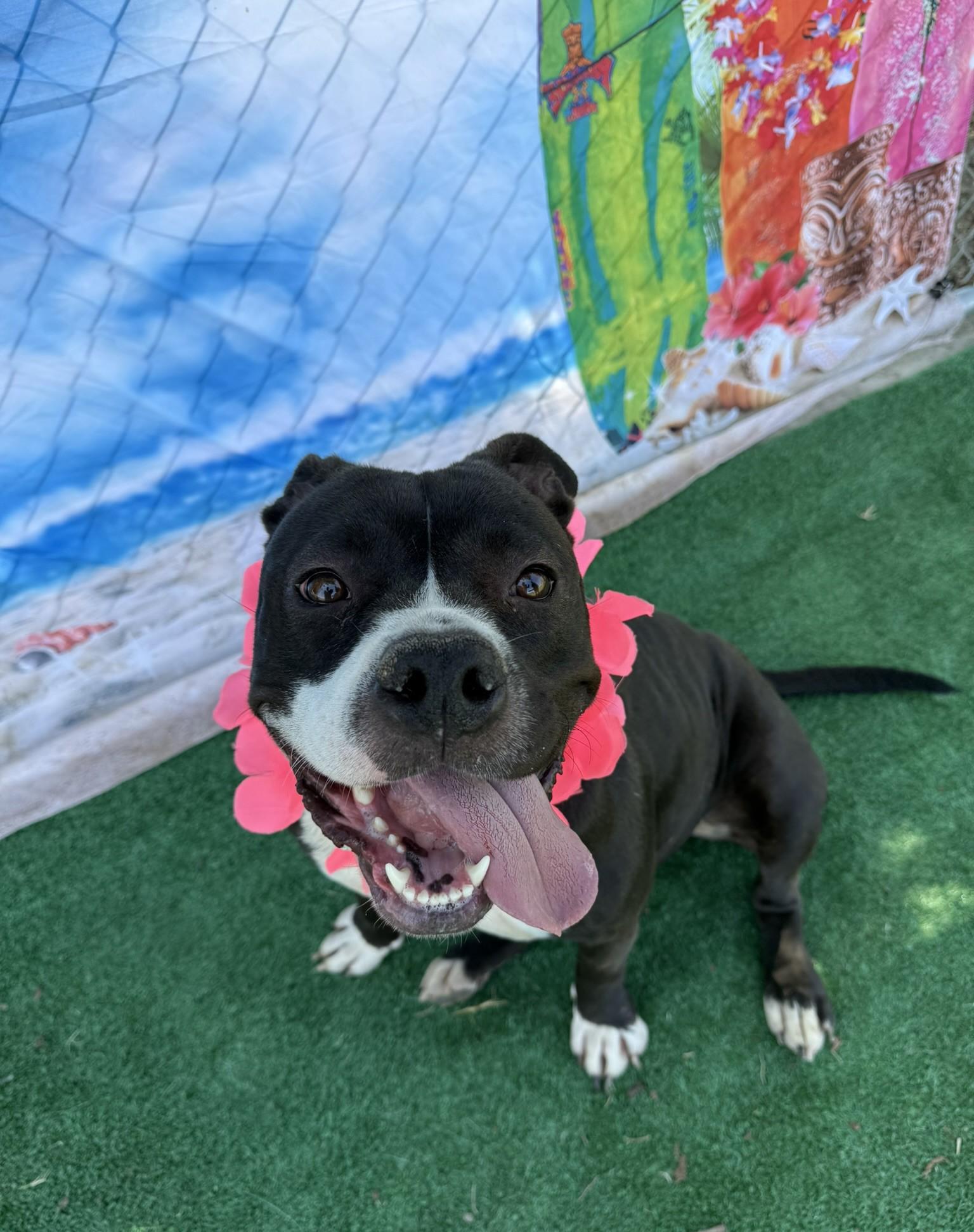 Layla **Courtesy Post. Out of town pet. See below for details**