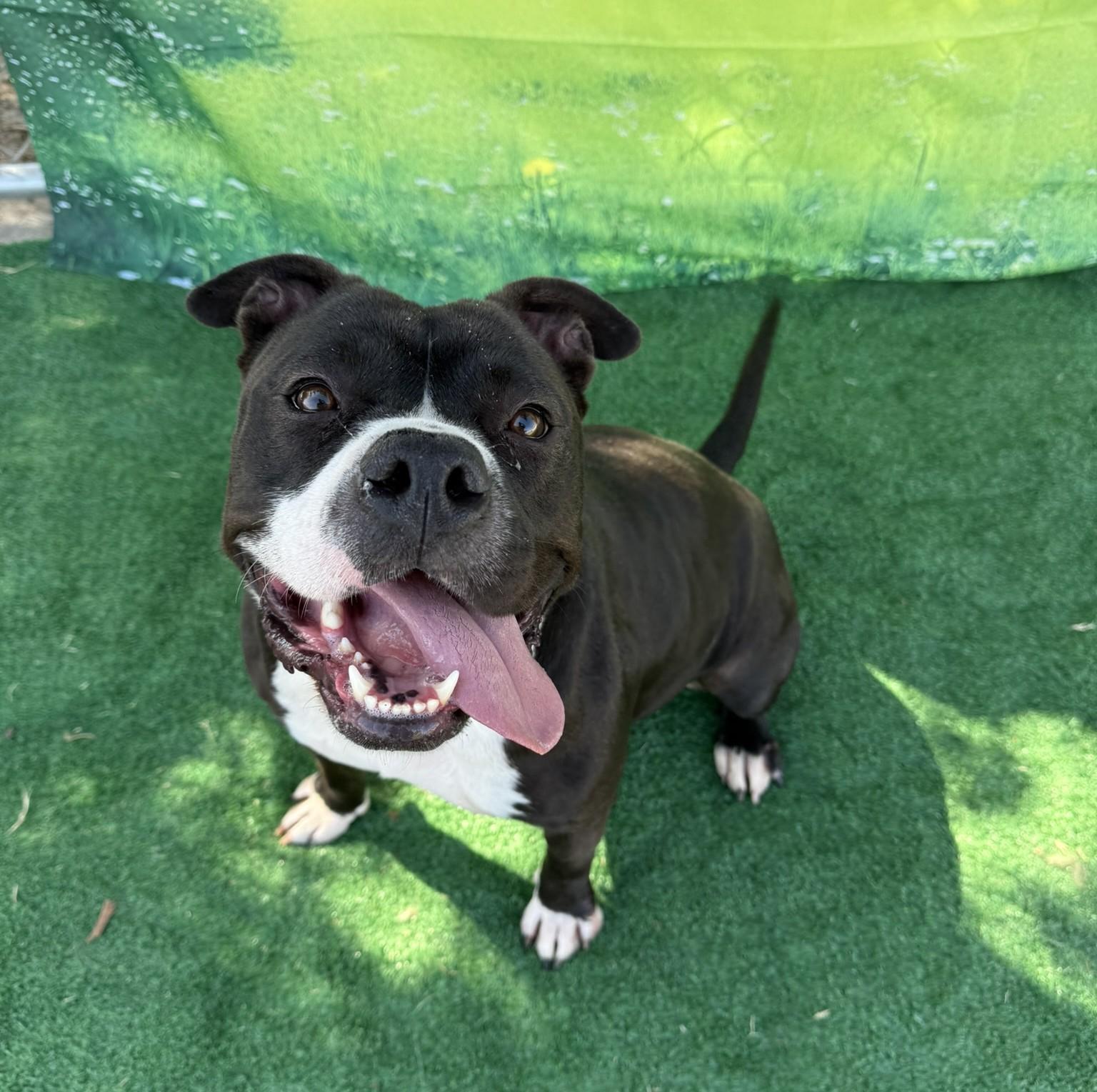 Layla **Courtesy Post. Out of town pet. See below for details**