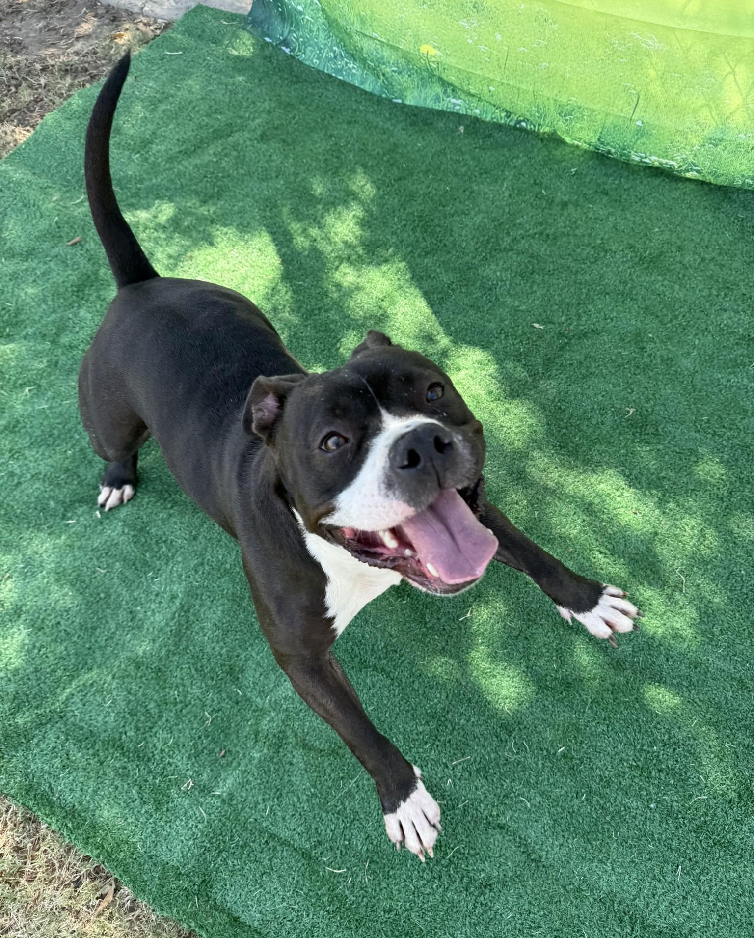 Layla **Courtesy Post. Out of town pet. See below for details**