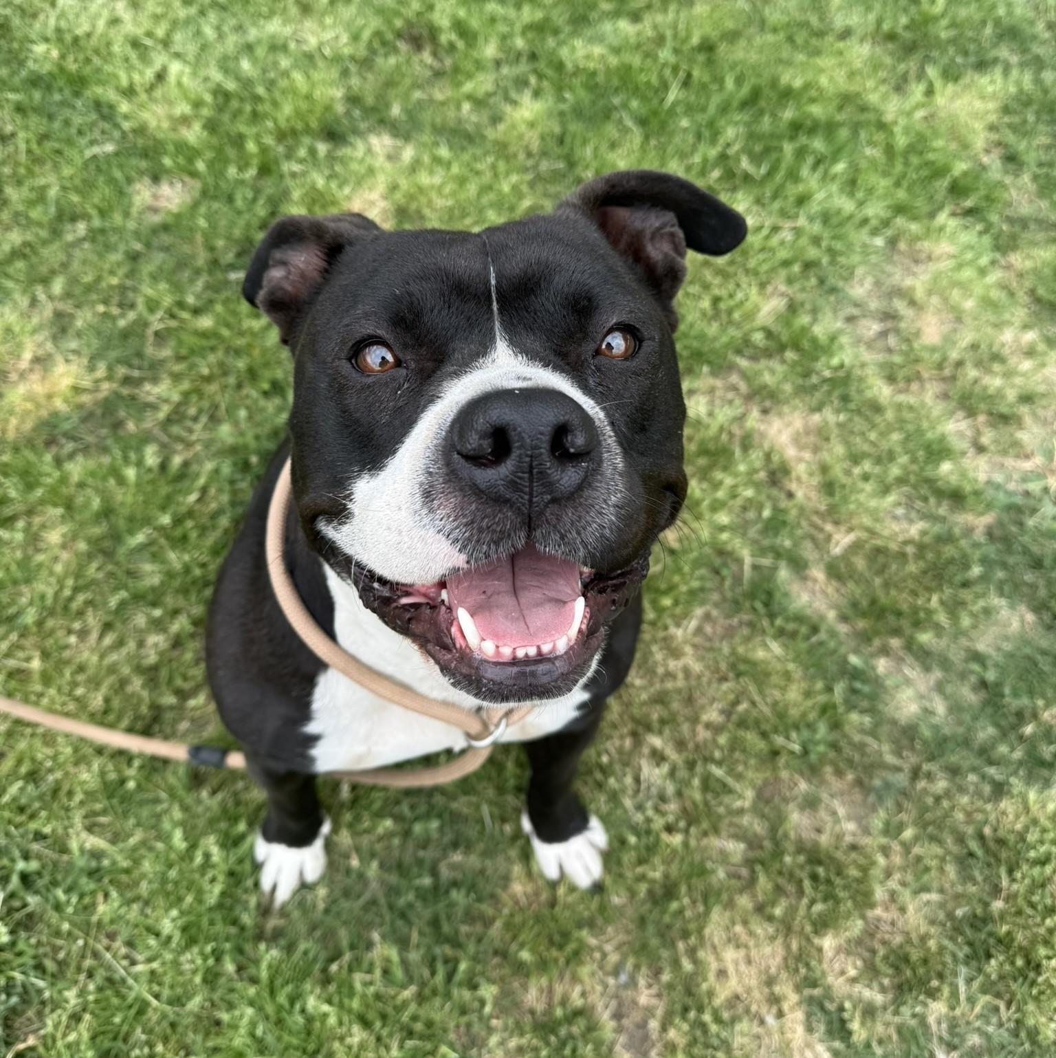 Layla **Courtesy Post. Out of town pet. See below for details**