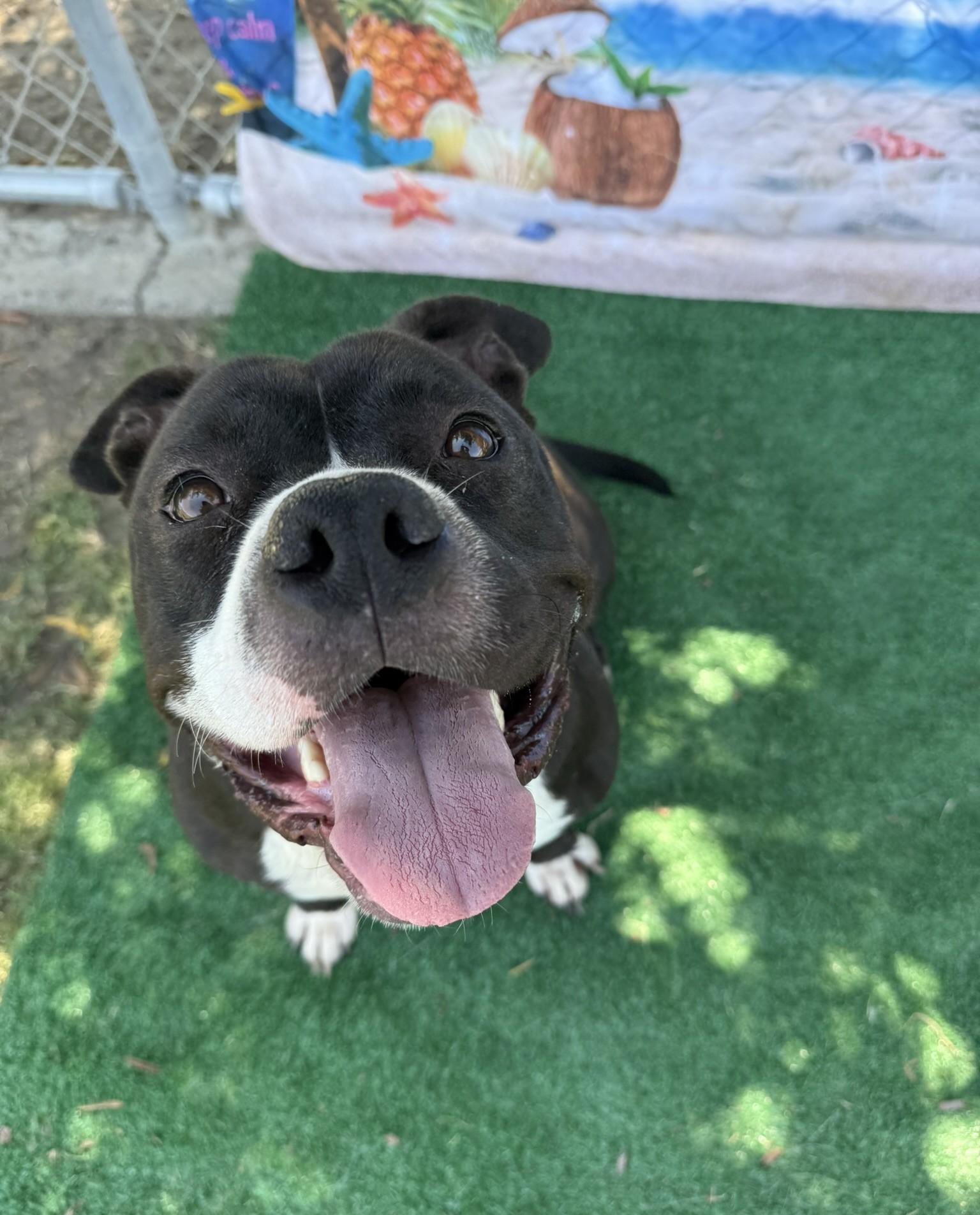 Layla **Courtesy Post. Out of town pet. See below for details**