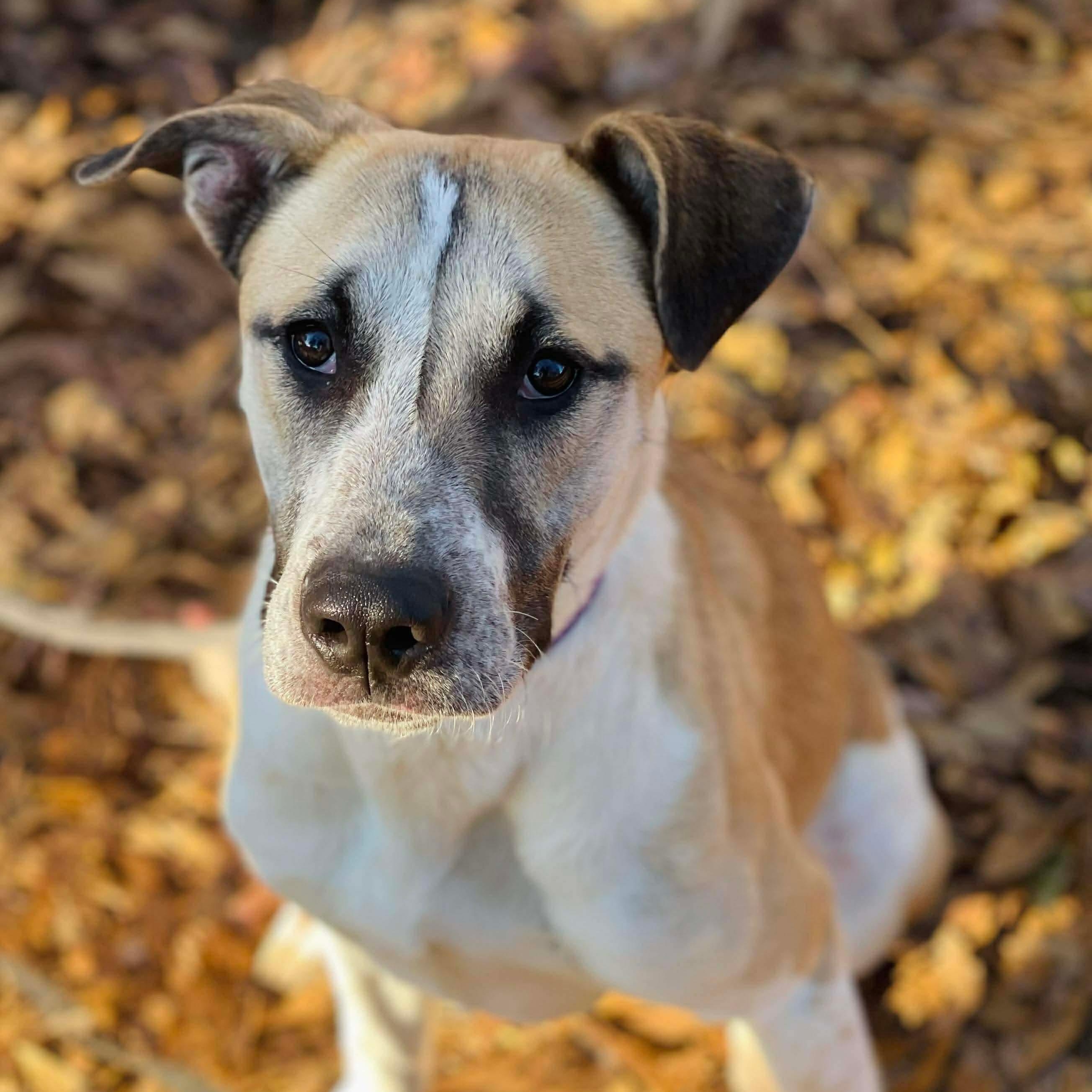 Enlarge Cora, a ADOPTABLE Mixed Breed in Oxford, GA image 1/4