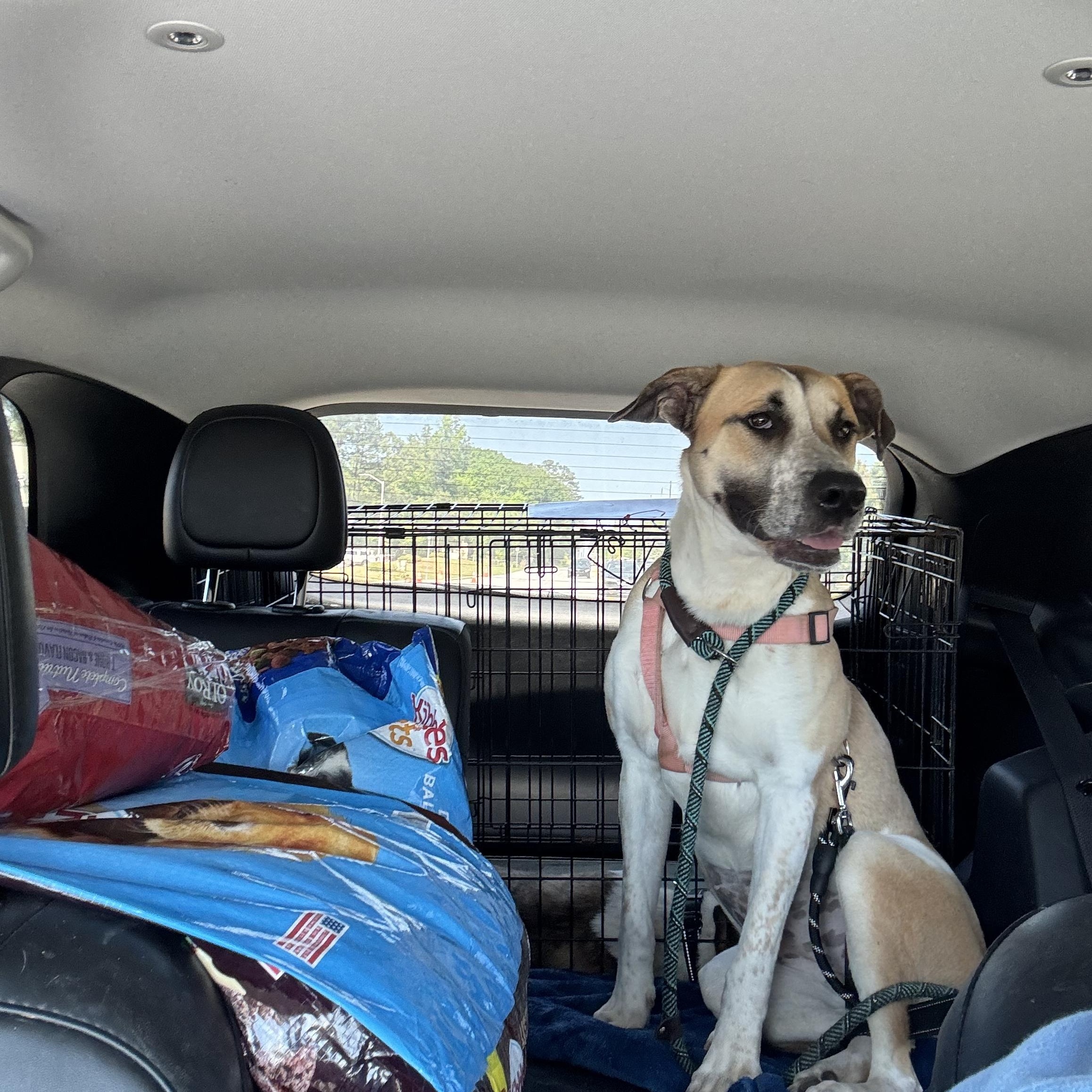 Enlarge Cora, a ADOPTABLE Mixed Breed in Oxford, GA image 4/4