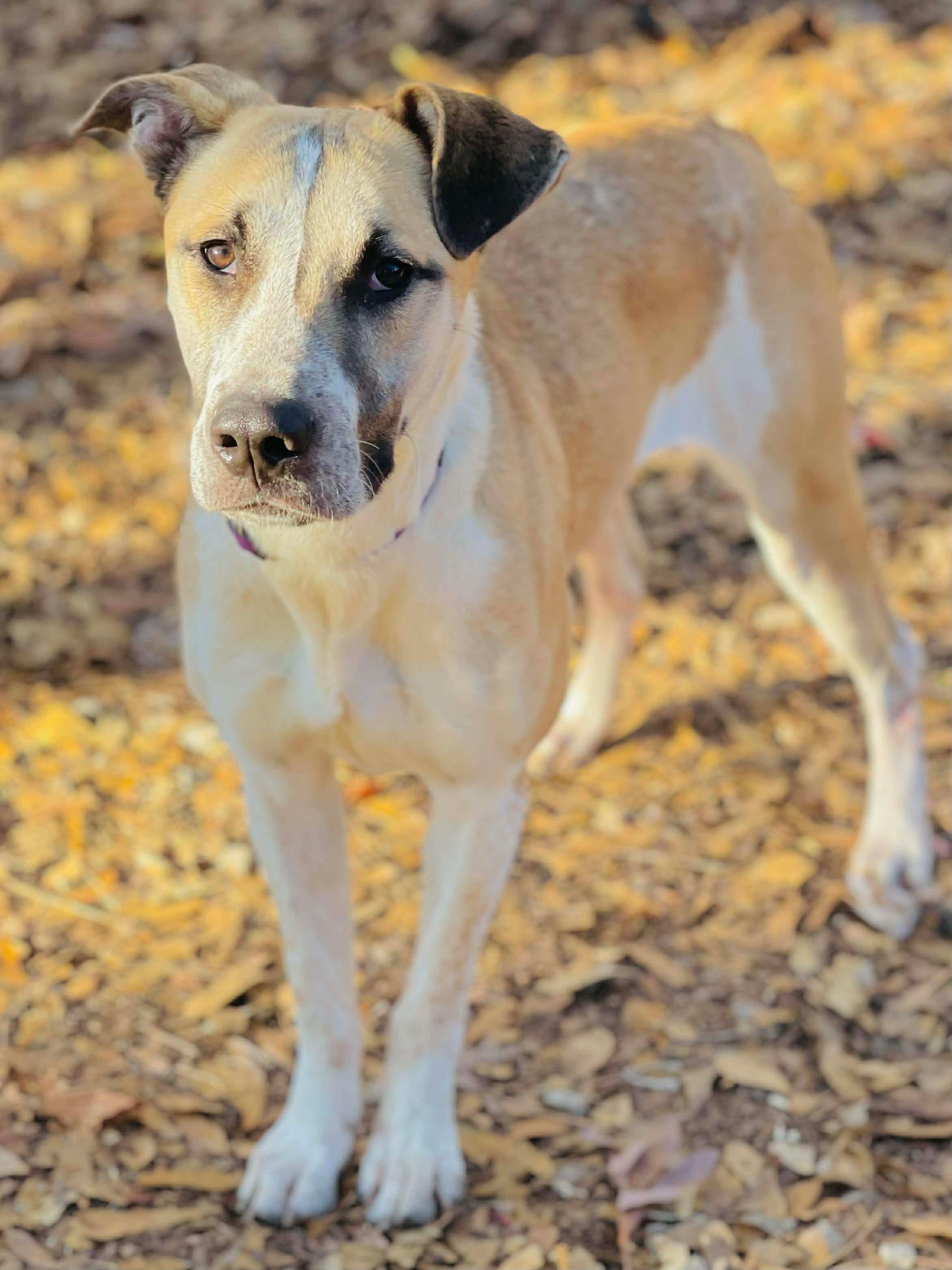 Enlarge Cora, a ADOPTABLE Mixed Breed in Oxford, GA image 3/4