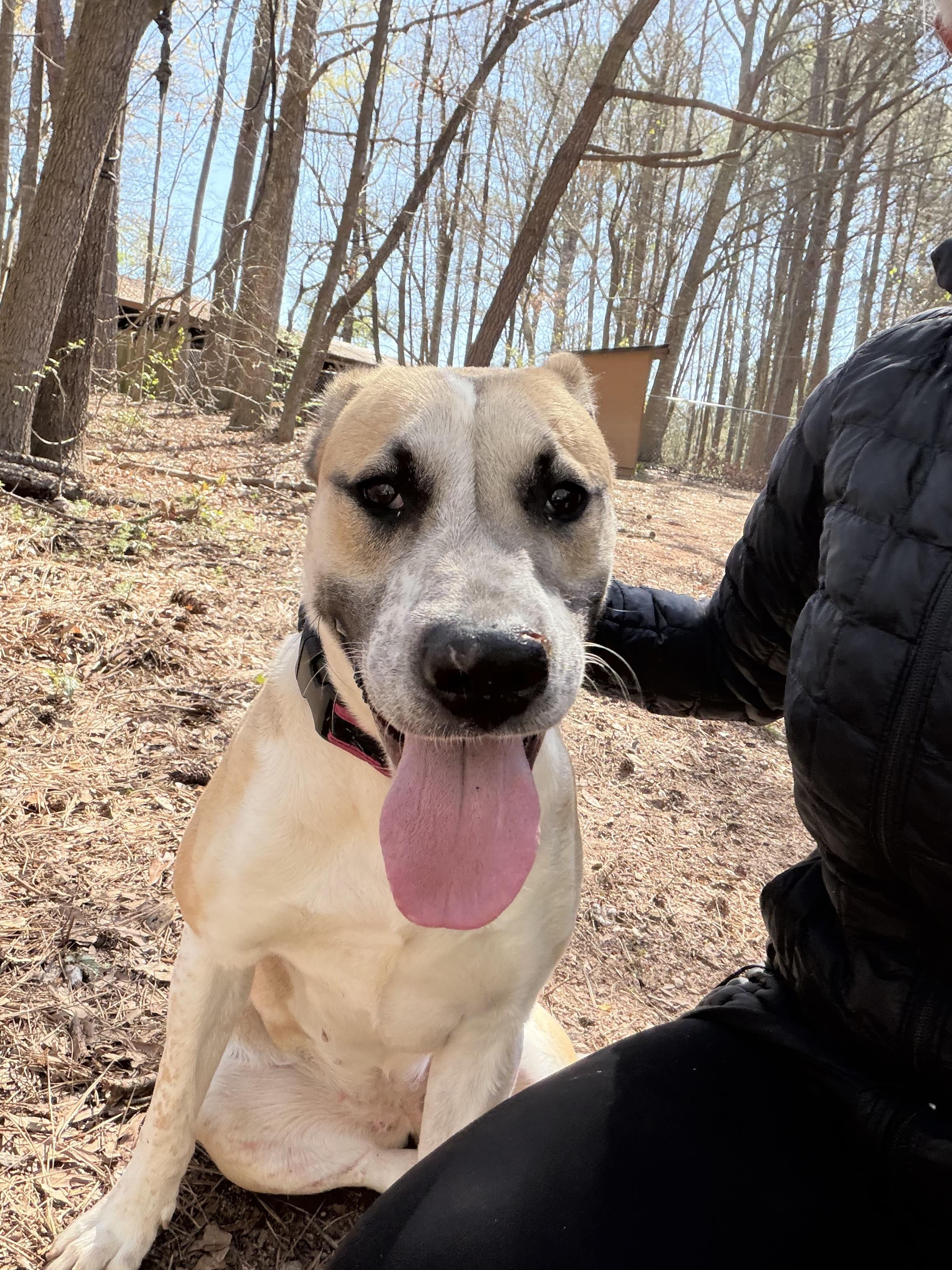 Enlarge Cora, a ADOPTABLE Mixed Breed in Oxford, GA image 2/4