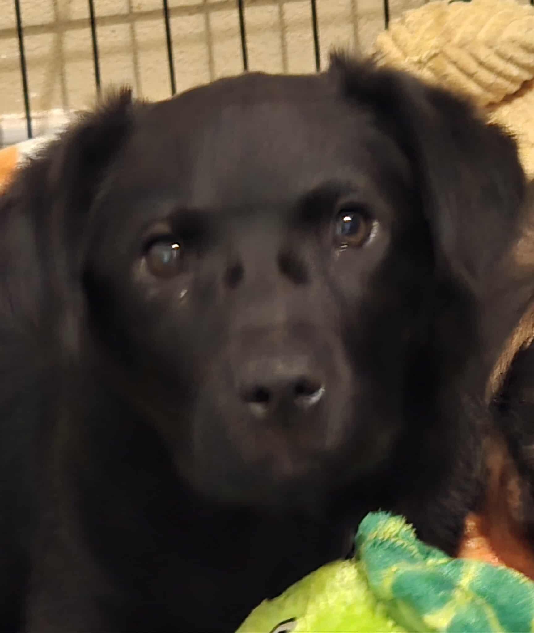 Goose — thumbnail 4