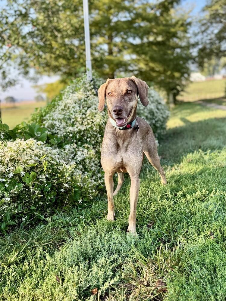 Morgan, Adoptable, Young Female Weimaraner & German Shepherd Dog.