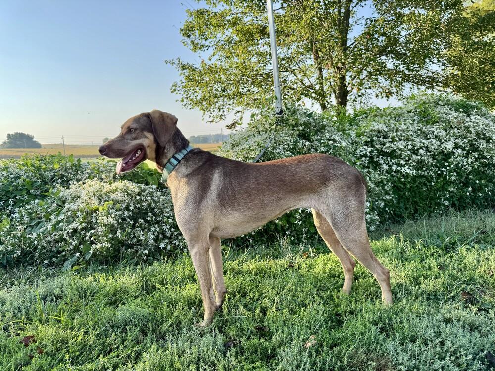 Morgan, a Adoptable mixed breed in Cloverdale, IN image 6/6