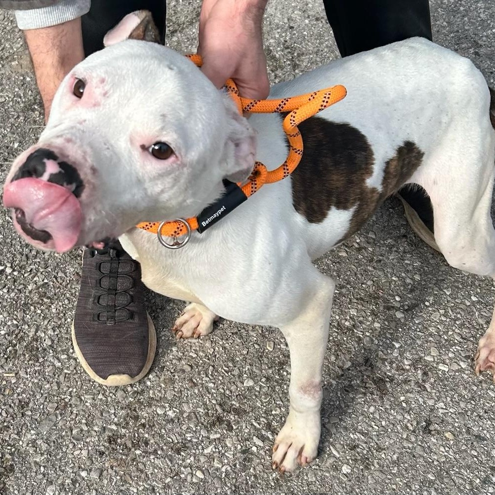 Enlarge Jiffy, a ADOPTABLE Pit Bull Terrier in Traverse City, MI image 1/1