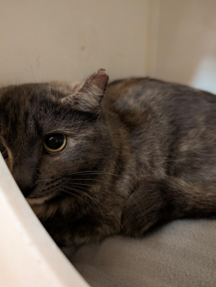 Delileh, Adoptable, Kitten Female Domestic Short Hair.