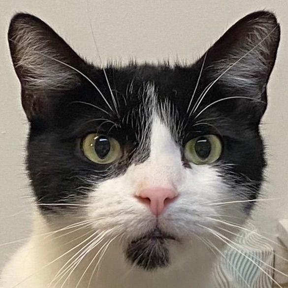 Enlarge Rip has no tail, a Adoptable Domestic Short Hair in Mansfield, OH image 1/2