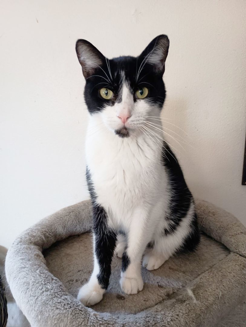 Enlarge Rip has no tail, a Adoptable Domestic Short Hair in Mansfield, OH image 2/2