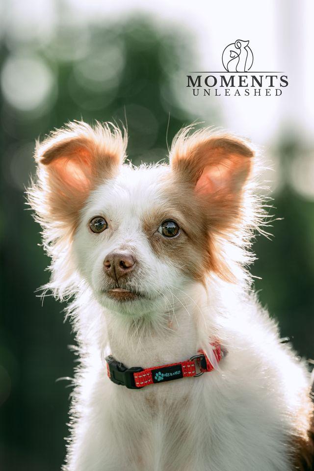 Prince, Adoptable, Adult Male Papillon.