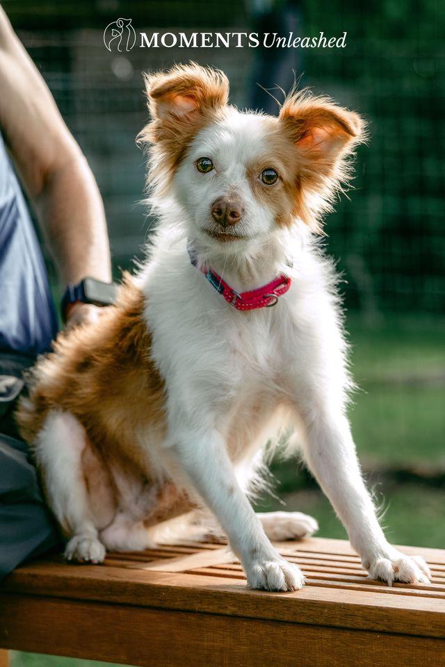 Enlarge Prince, a Adoptable mixed breed in Myakka City, FL image 2/4