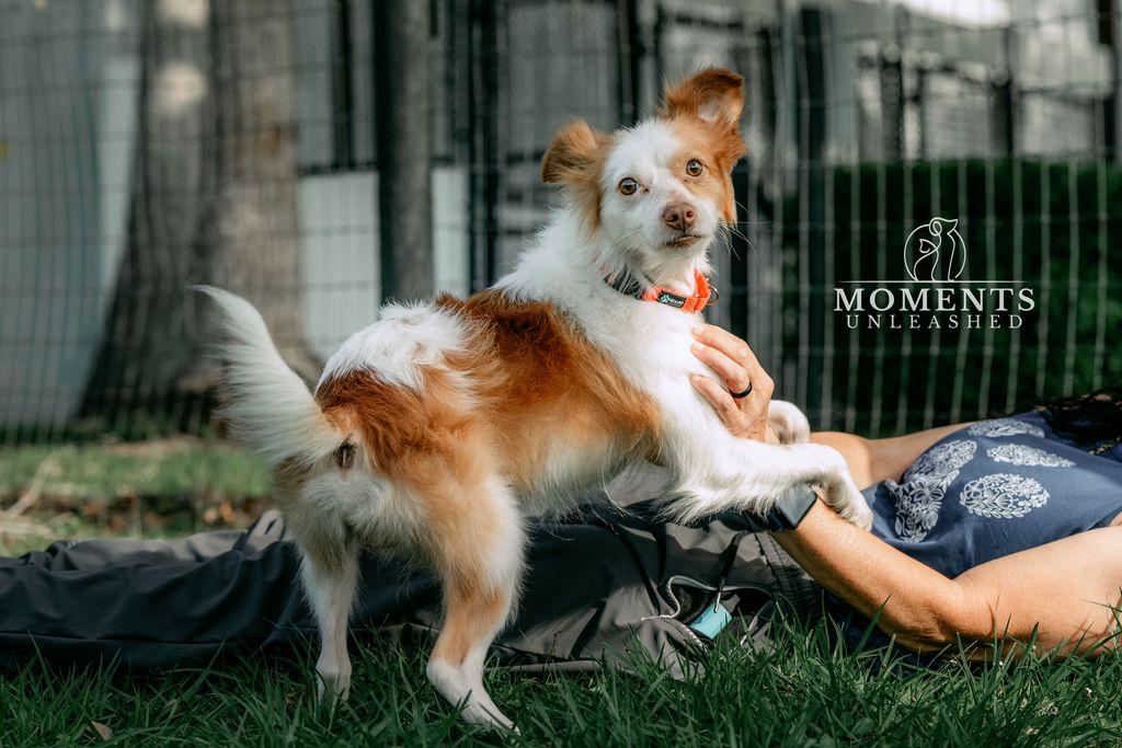 Enlarge Prince, a Adoptable mixed breed in Myakka City, FL image 4/4