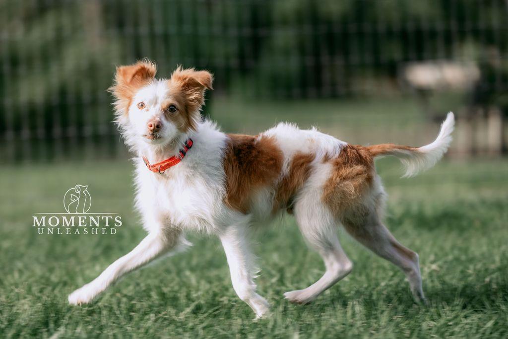Enlarge Prince, a Adoptable mixed breed in Myakka City, FL image 3/4