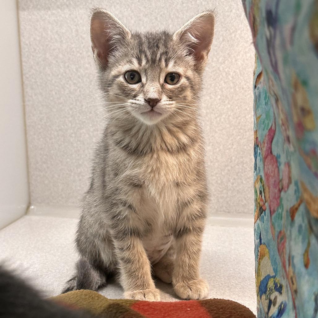 Kai, a Adoptable Domestic Short Hair in Hailey, ID image 1/3