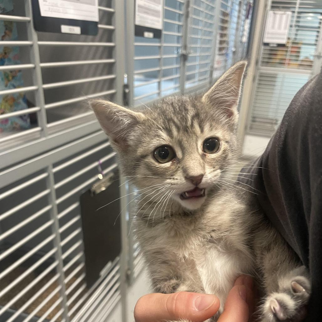 Kai, a Adoptable Domestic Short Hair in Hailey, ID image 2/3