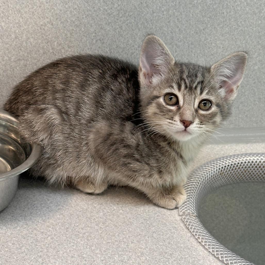 Kai, a Adoptable Domestic Short Hair in Hailey, ID image 3/3