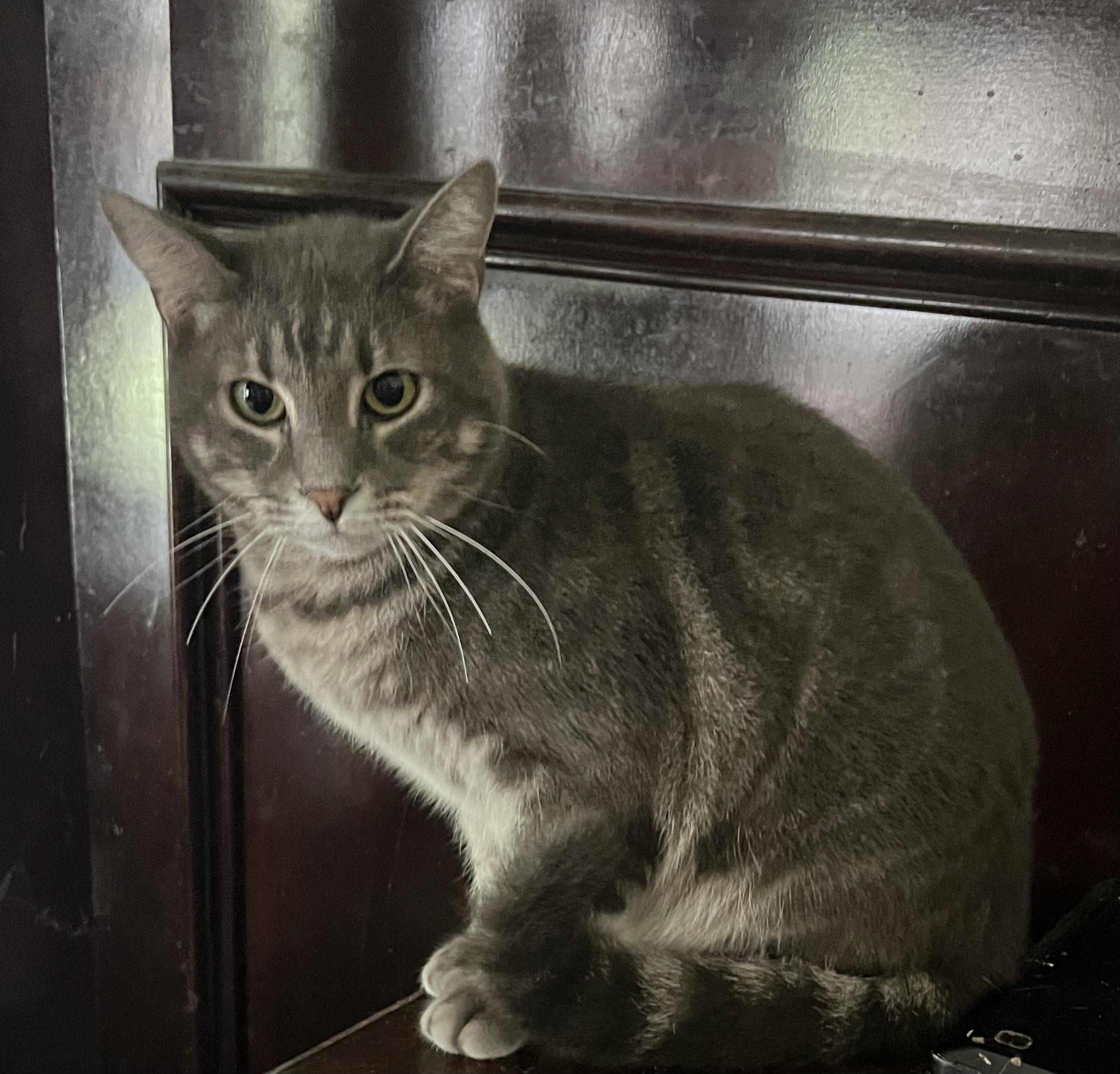 Enlarge Brad, a Adoptable Domestic Short Hair in Houston, TX image 2/2