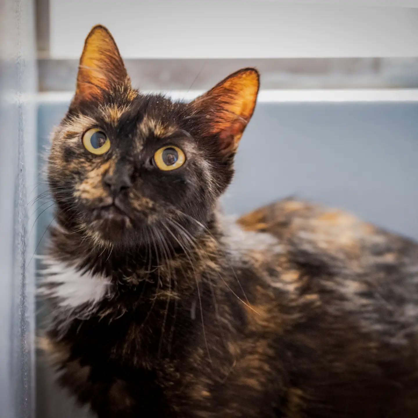 Sara, Adoptable, Young Female Tortoiseshell.