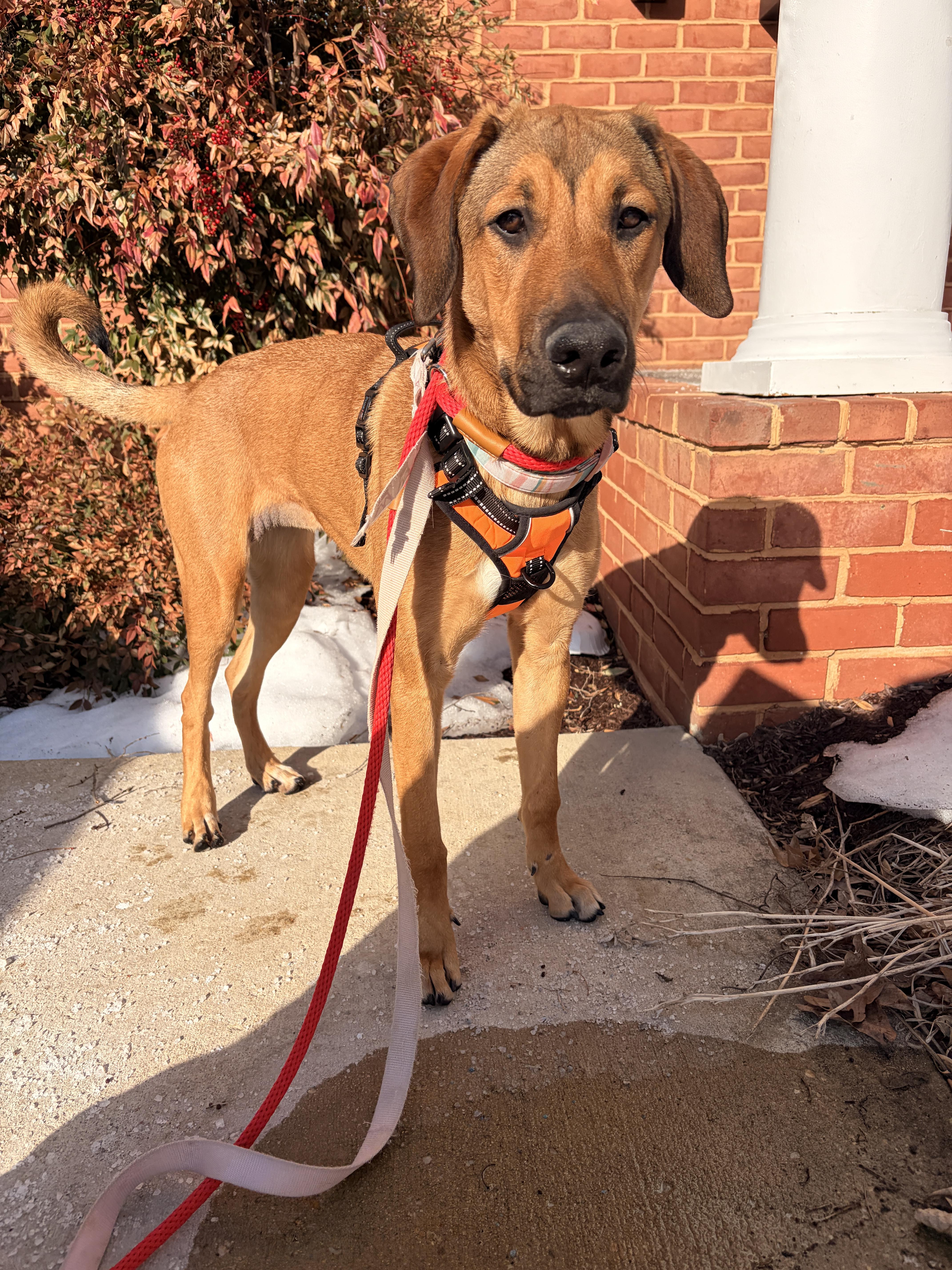 Enlarge Chili, a ADOPTABLE Mixed Breed in Ellicott City, MD image 2/5