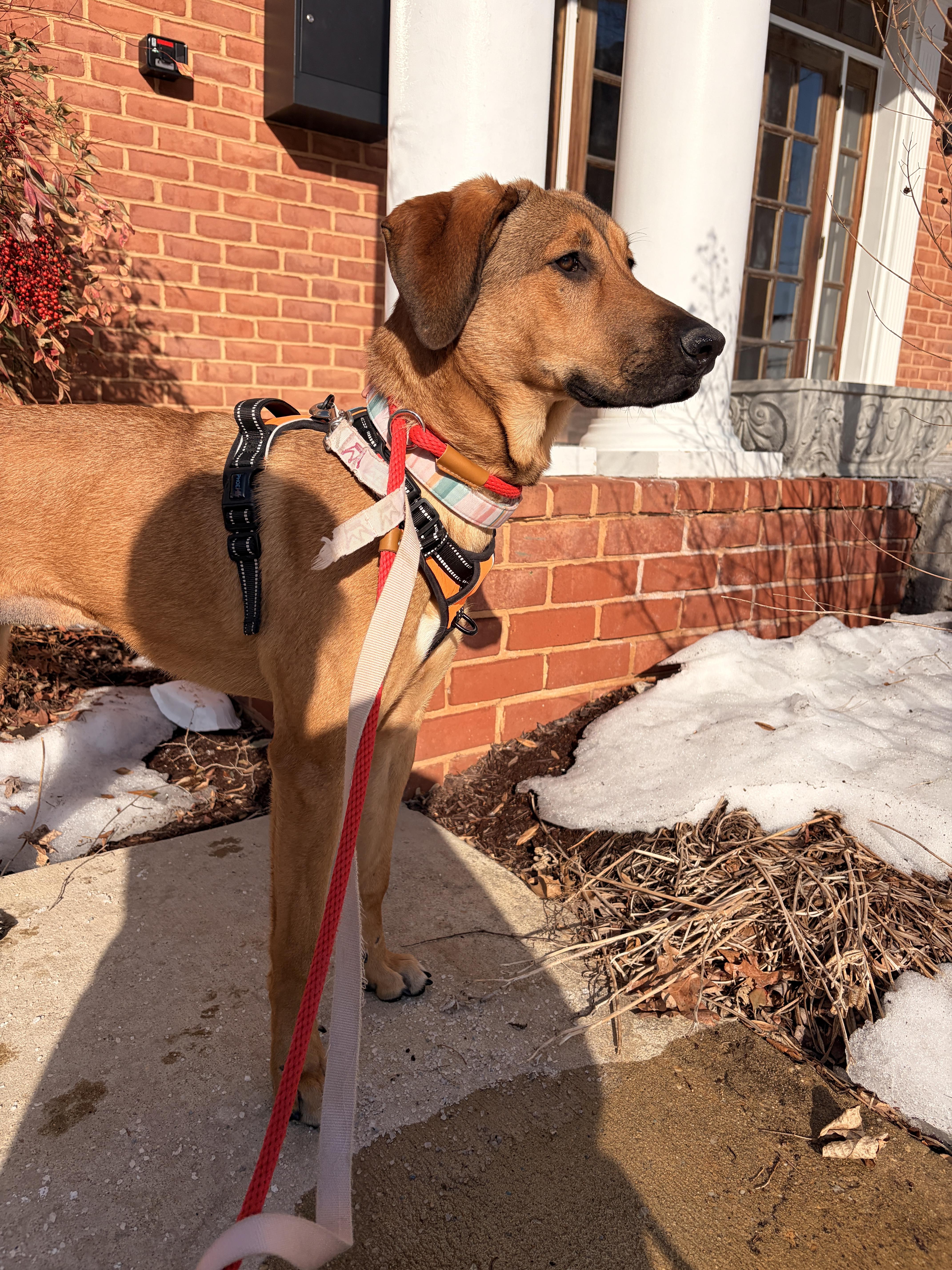 Enlarge Chili, a ADOPTABLE Mixed Breed in Ellicott City, MD image 3/5