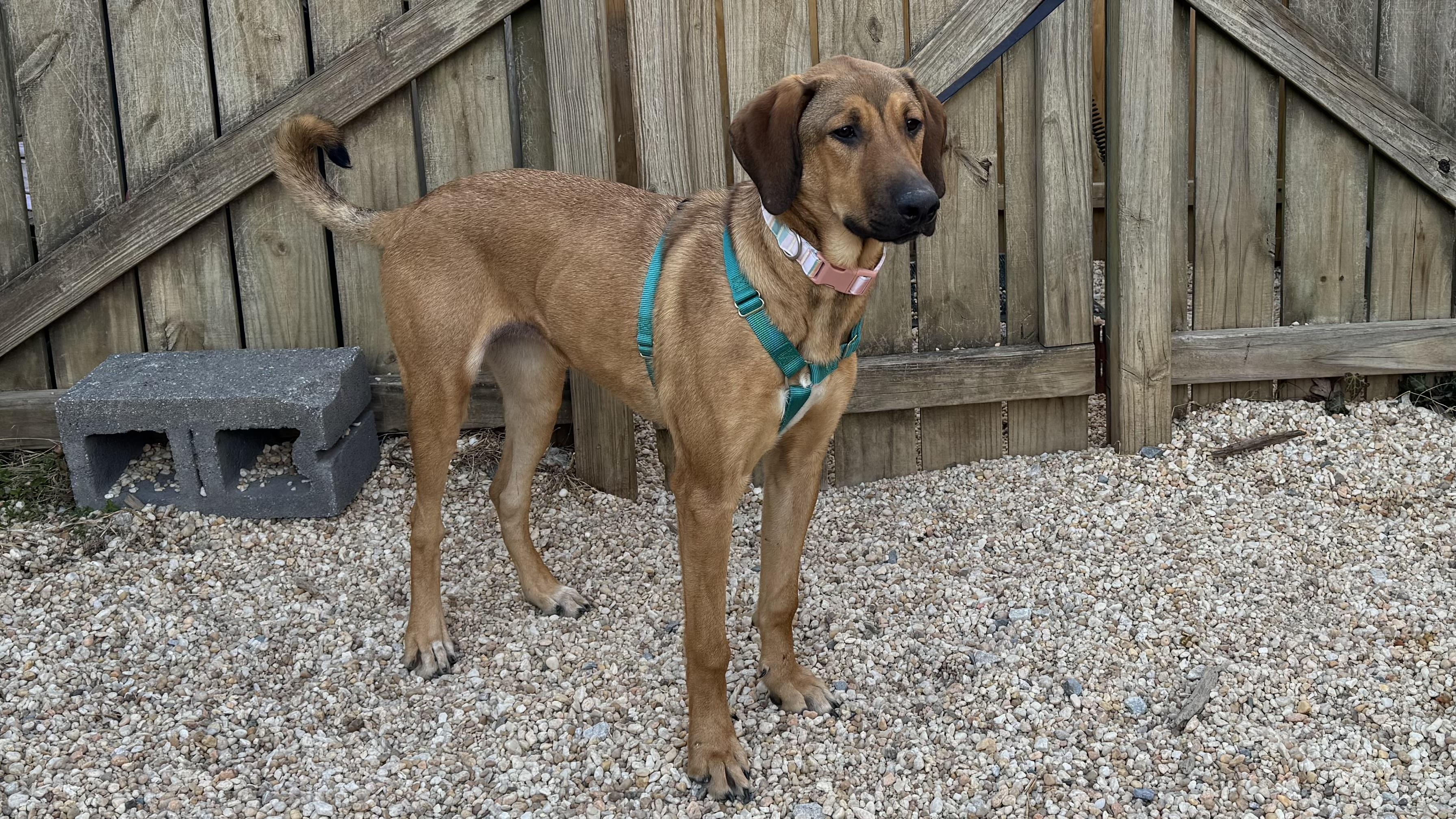 Enlarge Chili, a ADOPTABLE Mixed Breed in Ellicott City, MD image 5/5