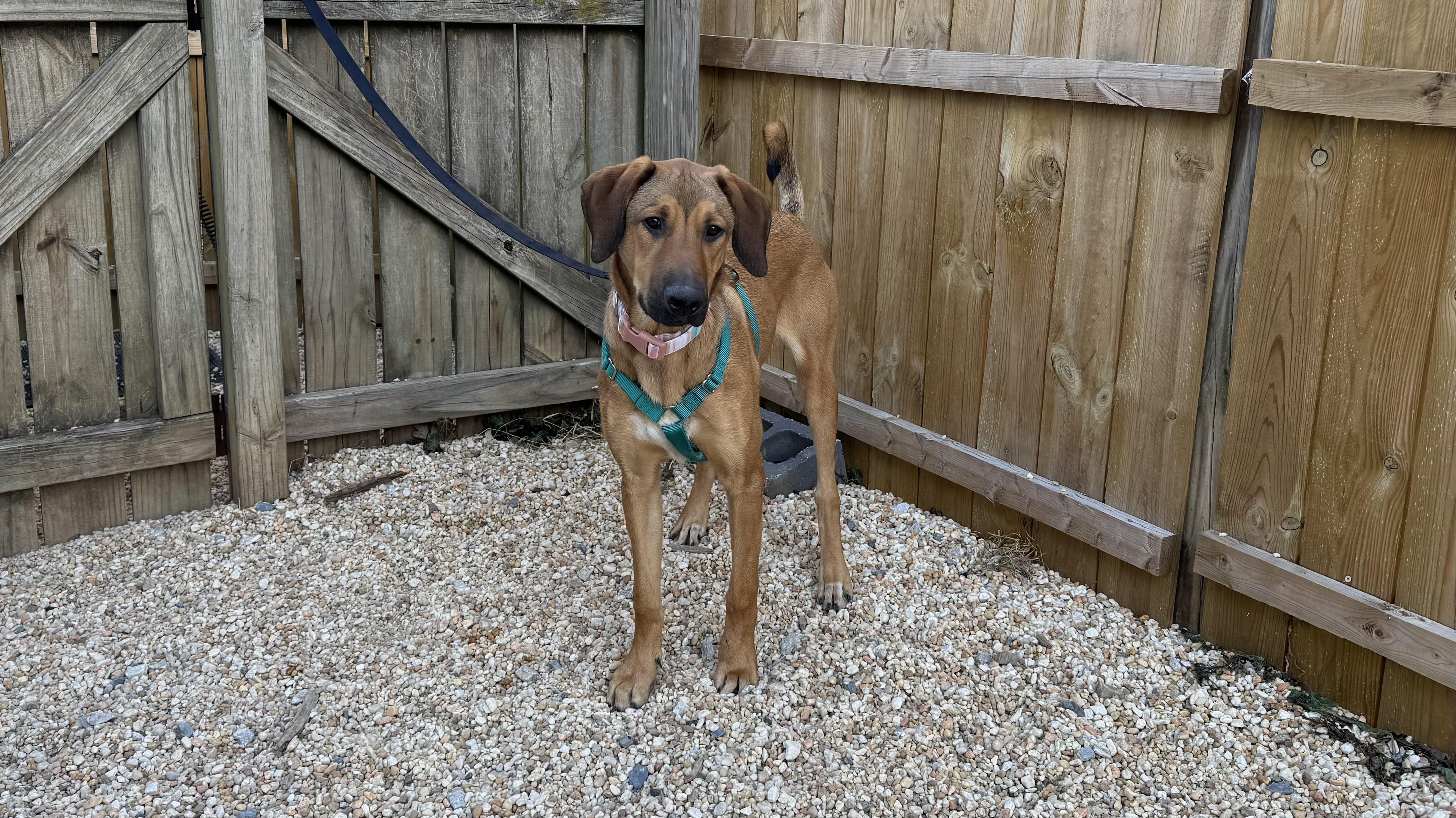 Enlarge Chili, a ADOPTABLE Mixed Breed in Ellicott City, MD image 4/5