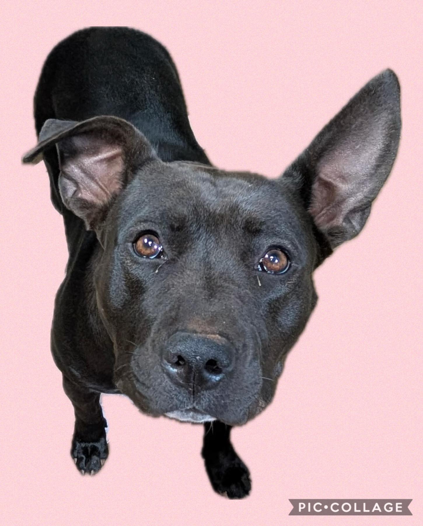 Gemini, Adult Female unknown