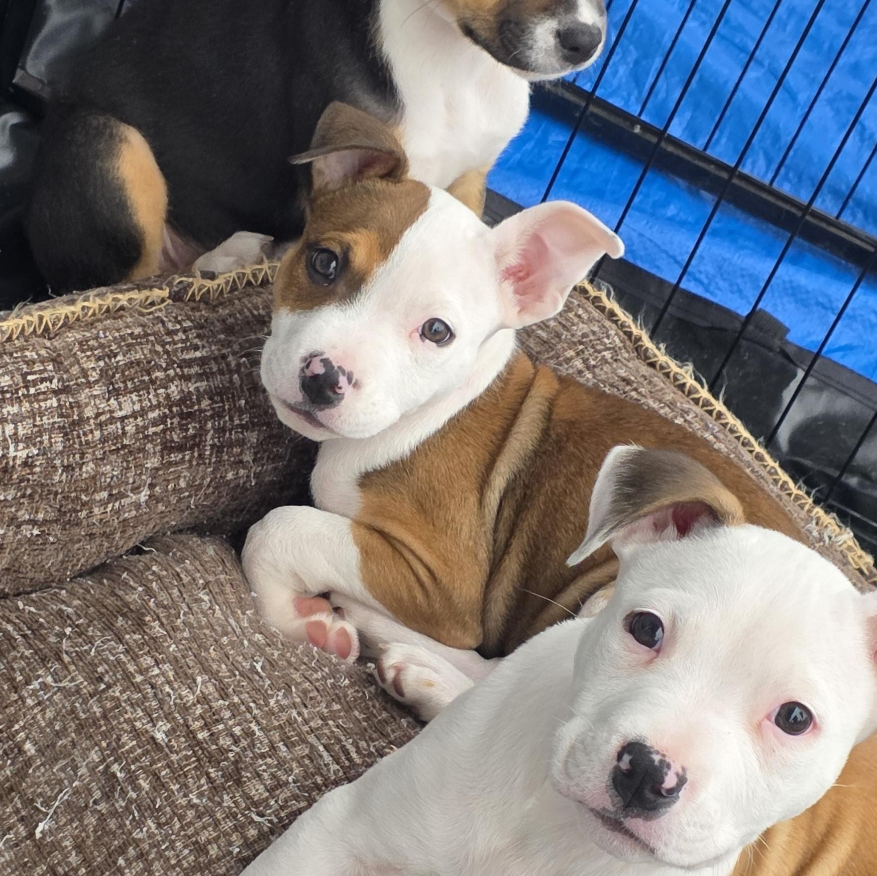 Enlarge Duke, an adopted mixed breed in Dallas, TX image 3/4