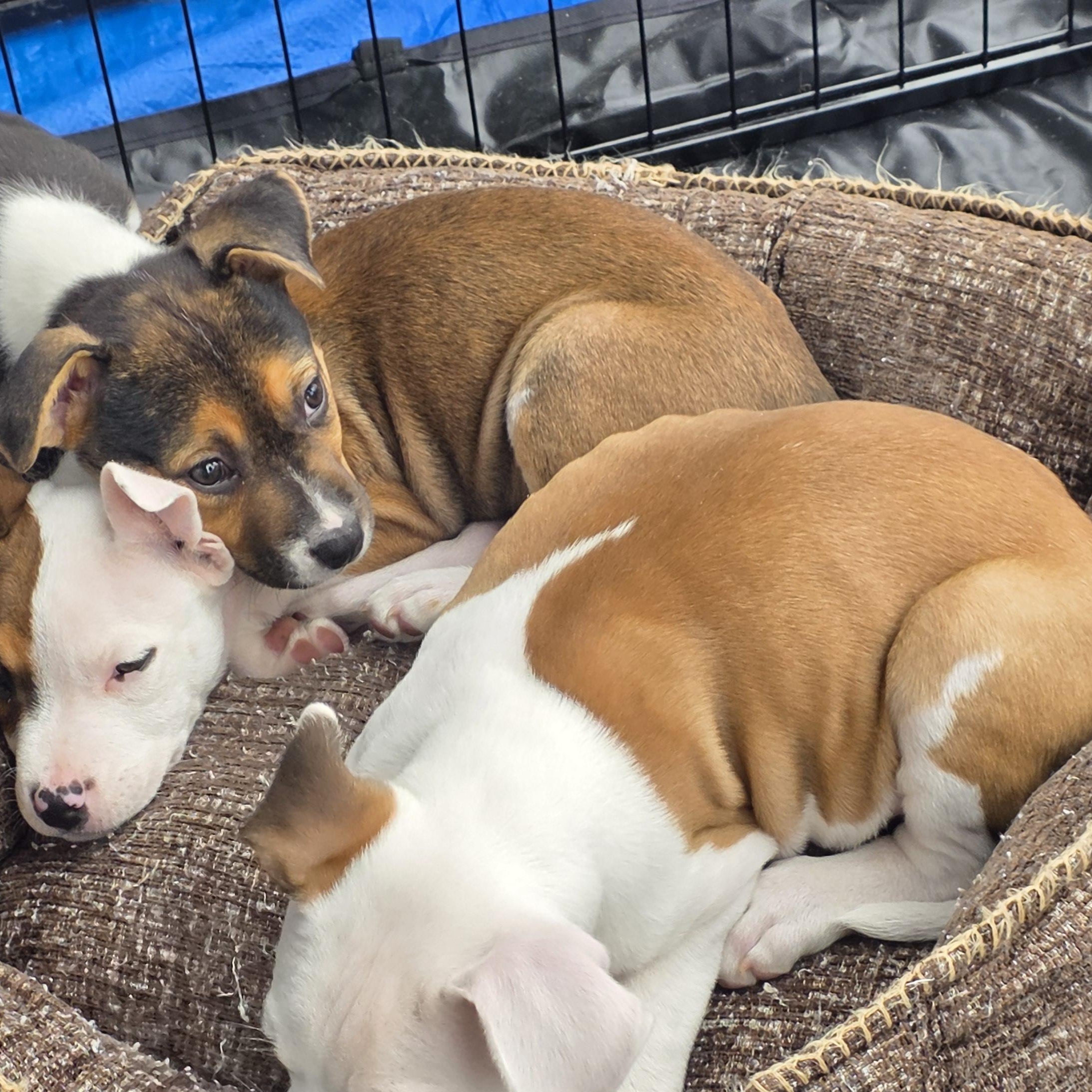 Enlarge Duke, an adopted mixed breed in Dallas, TX image 4/4